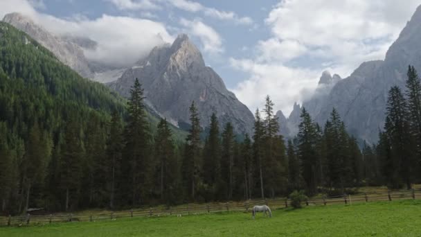 Cavallo Pascolo Val Fischleintal Alto Adige Dolomiti Italia — Video Stock