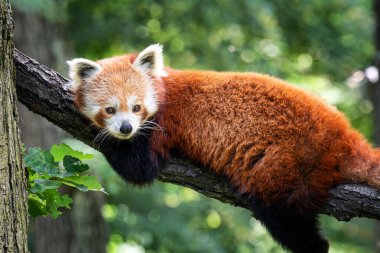 Ağaçta kırmızı panda (Ailurus fulgens). Ormandaki sevimli panda..