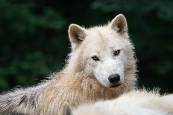 Арктический Волк Canis Lupus Arctos Известный Белый Волк Полярный Волк — стоковое фото