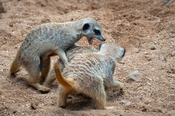 Meerkats Slåss Revir Meerkats Eller Surikates Leker Slåss Sanden — Stockfoto