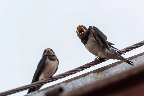 Adult Swallow Hirundo Rustica Feeds Young Fledgling Swallow Roof — Stock Photo, Image