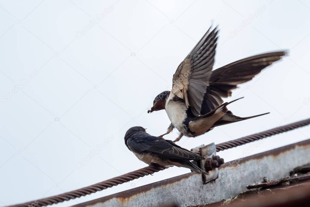 Adult swallow (Hirundo rustica) feeds a young fledgling swallow on roof.
