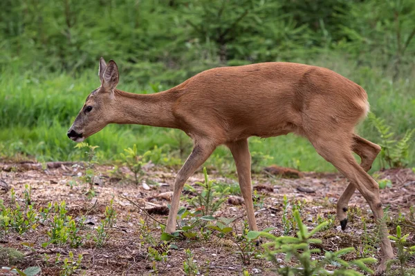 森の中で鹿を育てるカプレオラス カプレオラス 自然の中で野生のイクラ鹿 — ストック写真