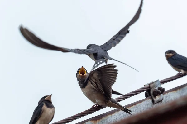 Golondrina Adulta Hirundo Rustica Alimenta Una Golondrina Joven Techo — Foto de Stock