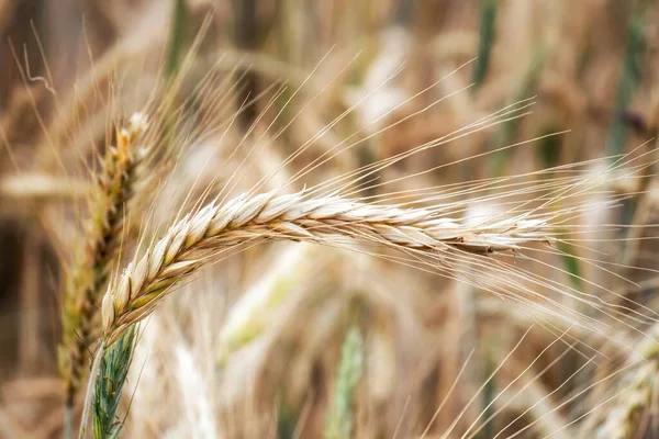 Campo Grano Pere Oro Grano Sul Campo Sfondo Maturazione Spighe — Foto Stock