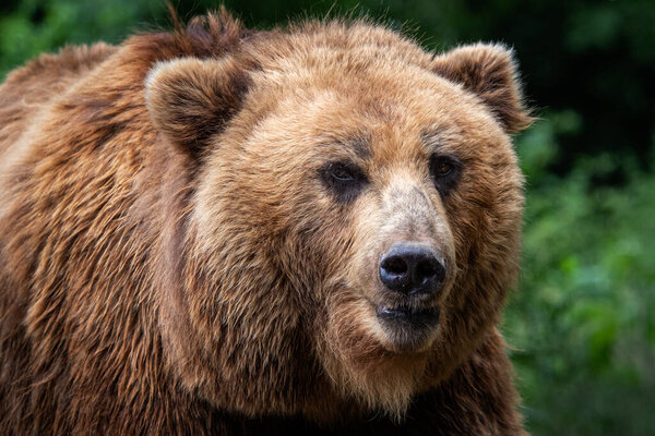 Kamchatka Brown bear (Ursus arctos beringianus). Brown fur coat, danger and aggresive animal. Big mammal from Russia.