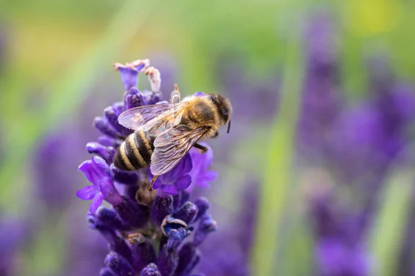 Abeja Poliniza Las Flores Lavanda —  Fotos de Stock