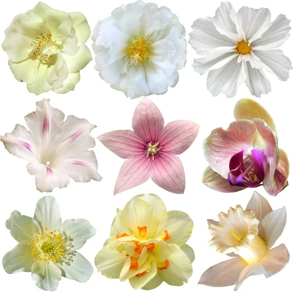 Set of different flowers over white background — Stock Photo, Image