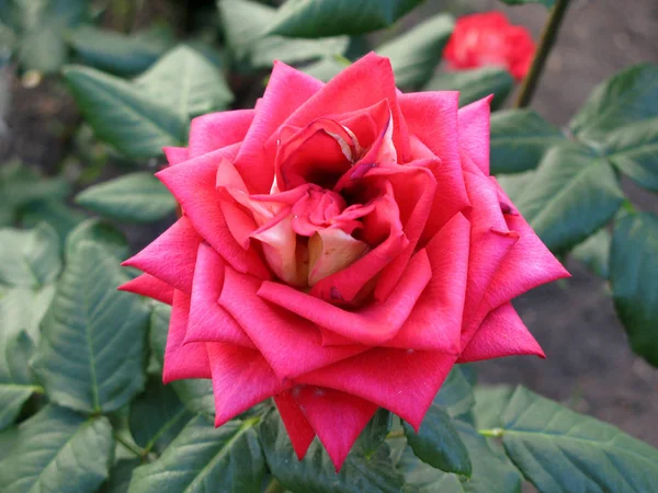 Красива Червона Троянда Саду Ліцензійні Стокові Фото