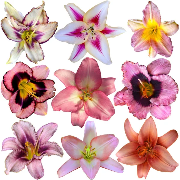 Lilien Blumen Sammlung Isoliert Auf Weißem Hintergrund — Stockfoto