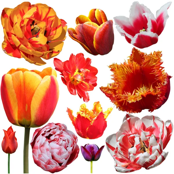 Set di tulipani isolati su sfondo bianco Immagine Stock