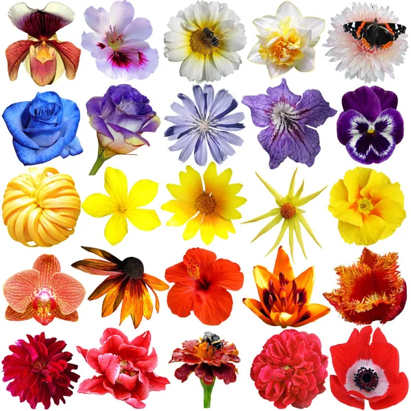 Big Selection of Various Flowers Isolated on White Background Stock Picture