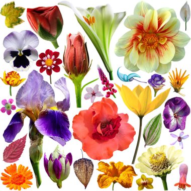 büyük seçme-in çeşitli çiçekler beyaz zemin üzerine izole