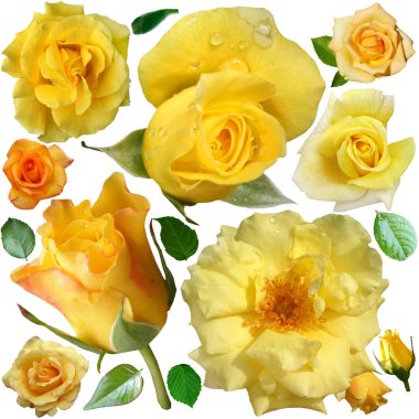 Sarı güller beyaz arka plan üzerinde izole çiçek açar