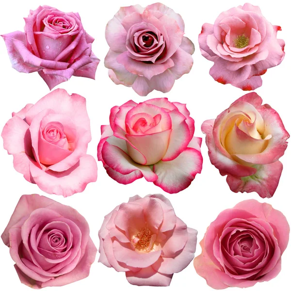The pink roses heads  isolated over white background Stock Photo
