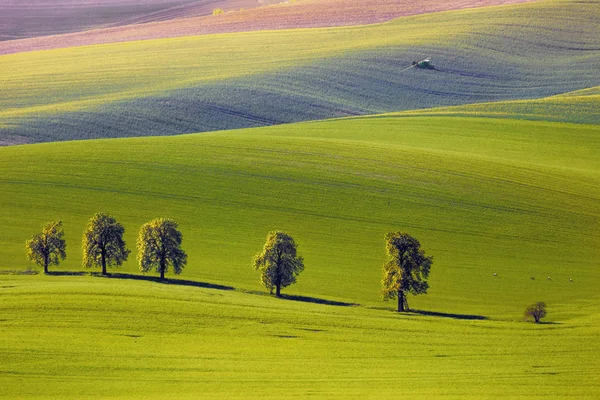 Vista sobre as castanhas e trator fertilizar um campo na Morávia do Sul — Fotografia de Stock