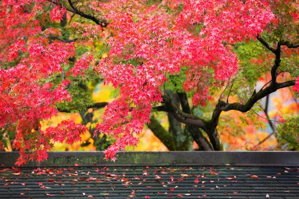 Colorate foglie di acero giapponese durante la stagione momiji al giardino Kinkakuji, Kyoto, Giappone — Foto Stock