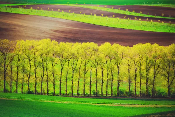 Poplet bomen alley en zonsondergang lijnen en golven in het voorjaar — Stockfoto