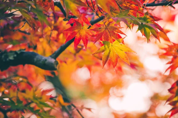 Colorate foglie di acero giapponese durante la stagione momiji al giardino Kinkakuji, Kyoto, Giappone — Foto Stock