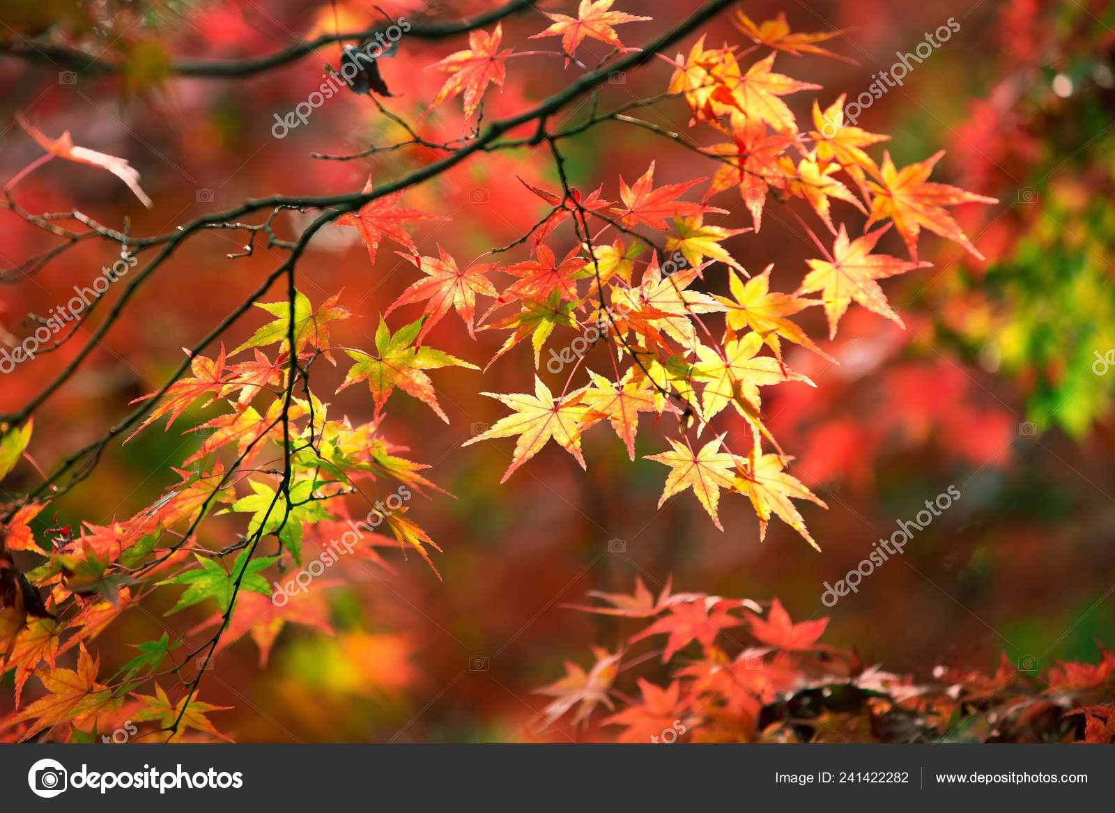 Colorful Japanese Maple Leaves During Momiji Season At Kinkakuji Garden Kyoto Japan Stock Photo Image By C Zhuzhu