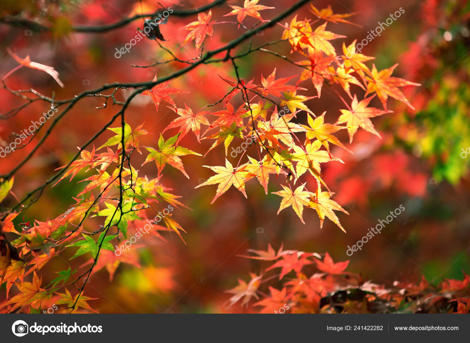 Colorful Japanese Maple Leaves During Momiji Season At Kinkakuji Garden Kyoto Japan Stock Photo Image By C Zhuzhu Colorful Japanese Maple Leaves During Momiji Season At Kinkakuji Garden Kyoto Japan Stock Photo Image By C Zhuzhu