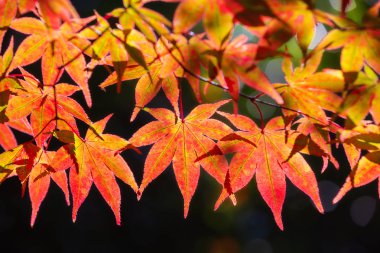 Momiji sezonunda Japonya 'nın Kyoto şehrindeki Kinkakuji bahçesinde renkli Japon akçaağaç yaprakları.