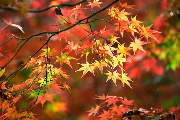 Цветные листья японского клена во время сезона момидзи в саду Кинкакудзи, Киото, Япония — стоковое фото