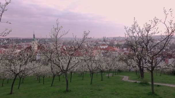 Schöne Frühlingsaufnahme von Prag nach Sonnenaufgang vom blühenden Petrin-Hügel, Tschechische Republik — Stockvideo