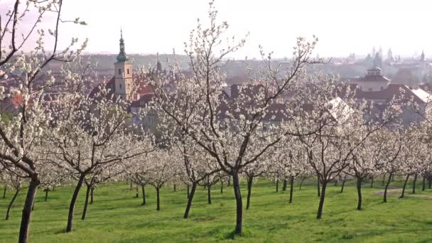 Schöne Frühlingsaufnahme von Prag nach Sonnenaufgang vom blühenden Petrin-Hügel, Tschechische Republik — Stockvideo
