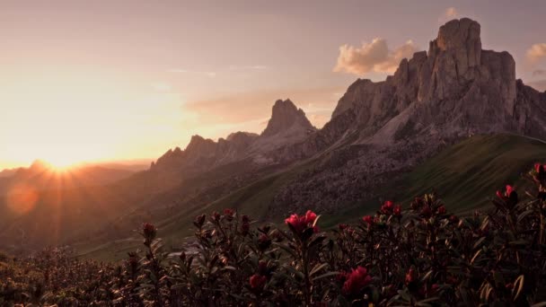 Zonsondergang in de zomer op Passo di Giau met bloemen op de voorgrond, Dolomieten, Italië — Stockvideo