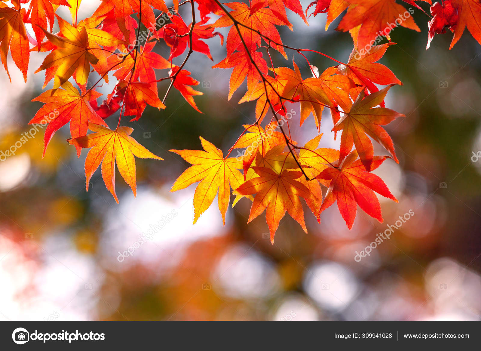 Colorful Japanese Maple Leaves During Momiji Season At Kinkakuji Garden Kyoto Japan Stock Photo By C Zhuzhu Colorful Japanese Maple Leaves During Momiji Season At Kinkakuji Garden Kyoto Japan Stock Photo By C Zhuzhu