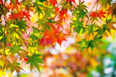 Momiji sezonunda Japonya 'nın Kyoto şehrindeki Kinkakuji bahçesinde renkli Japon akçaağaç yaprakları.