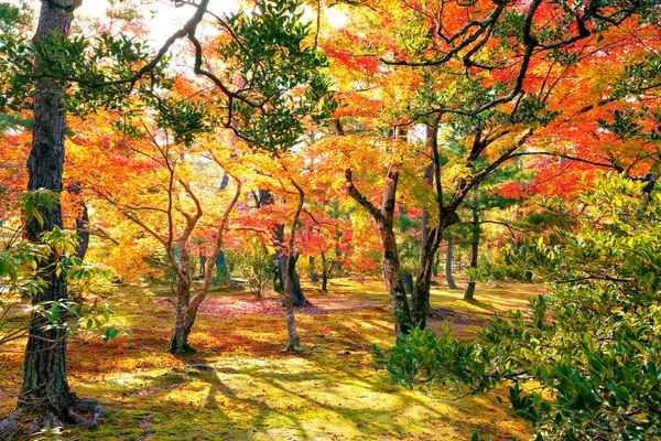 Coloridos árboles de arce japonés durante la temporada momiji en el jardín Kinkakuji, Kyoto, Japón — Foto de Stock