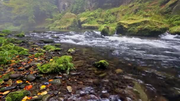 Kamenice folyó ősszel, Csehország Svájc — Stock videók