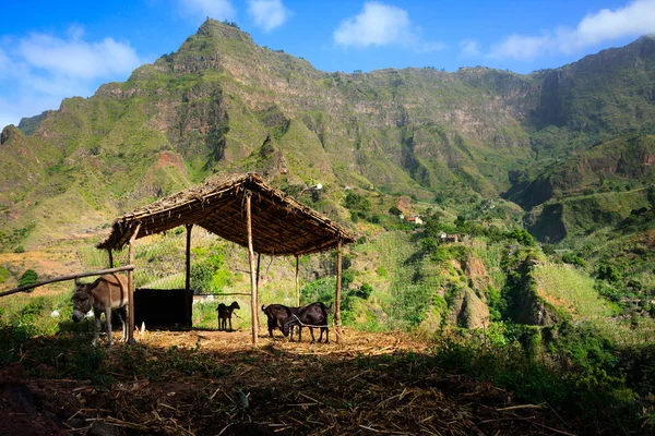 Cabo Verde animais de fazenda em montanhas de Santo Antao — Fotografia de Stock