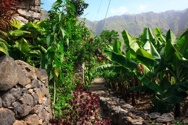 Cabo Verde vokser bananer i vulkanske fjell i Santo Antao stockbilde