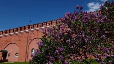 Leylak, Kremlin Duvarı Moskova, Rusya