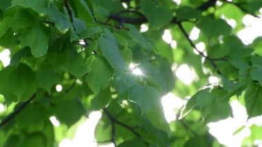 Linden atış büyük arka ışık içinde bırakır