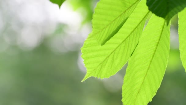 Chestnut leaves shot large in backlight — Stock Video