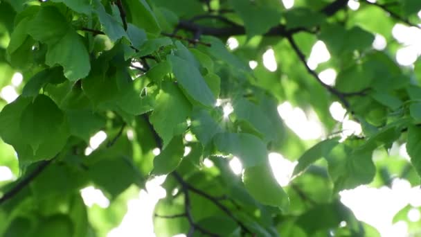 Lindenblätter im Gegenlicht groß geschossen — Stockvideo