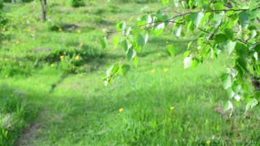 Huş ağacı dalı ile park parçası