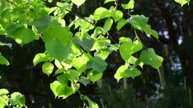 Linden atış büyük arka ışık içinde bırakır