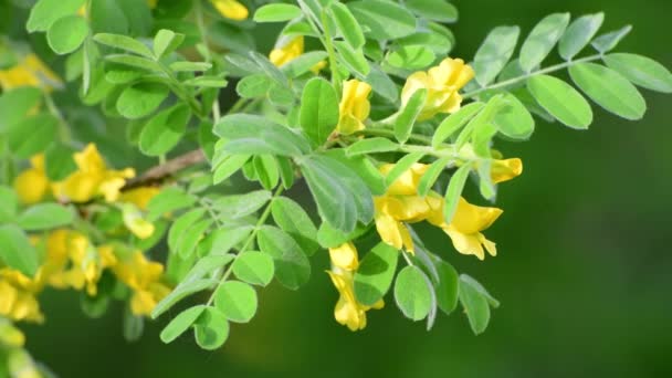 Caragana arborescens или желтая акация — стоковое видео