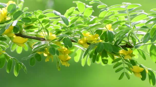 Caragana arborescens или желтая акация — стоковое видео