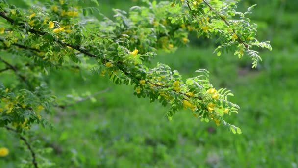 Caragana arborescens или желтая акация — стоковое видео