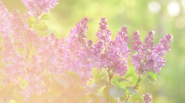 Işınları günbatımı güzel leylak