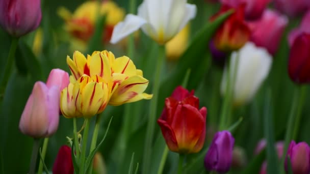 Tulipanes de diferentes colores y jardines en macizo de flores — Vídeos de Stock