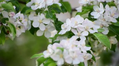 İlkbaharda çiçek açan elma ağacı dalları