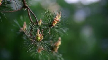 Bahar genç koniler ile çam fışkın