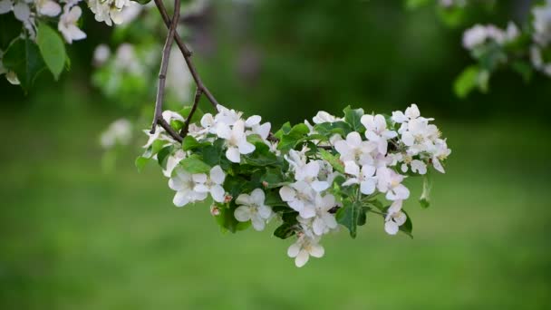 Ramo de árvore de maçã florescente na primavera — Vídeo de Stock